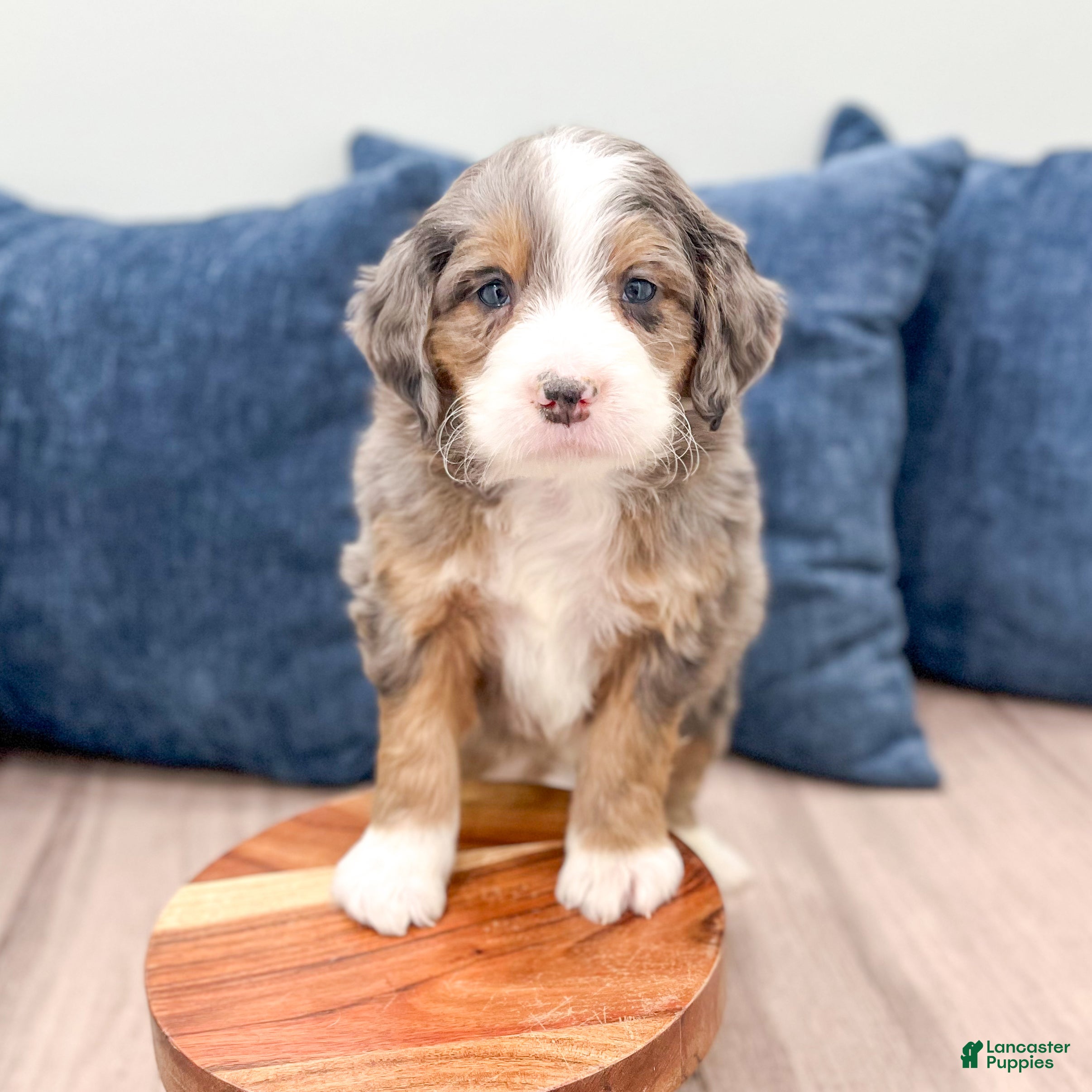 Mini Bernedoodle dogs Bentley - Ad 2