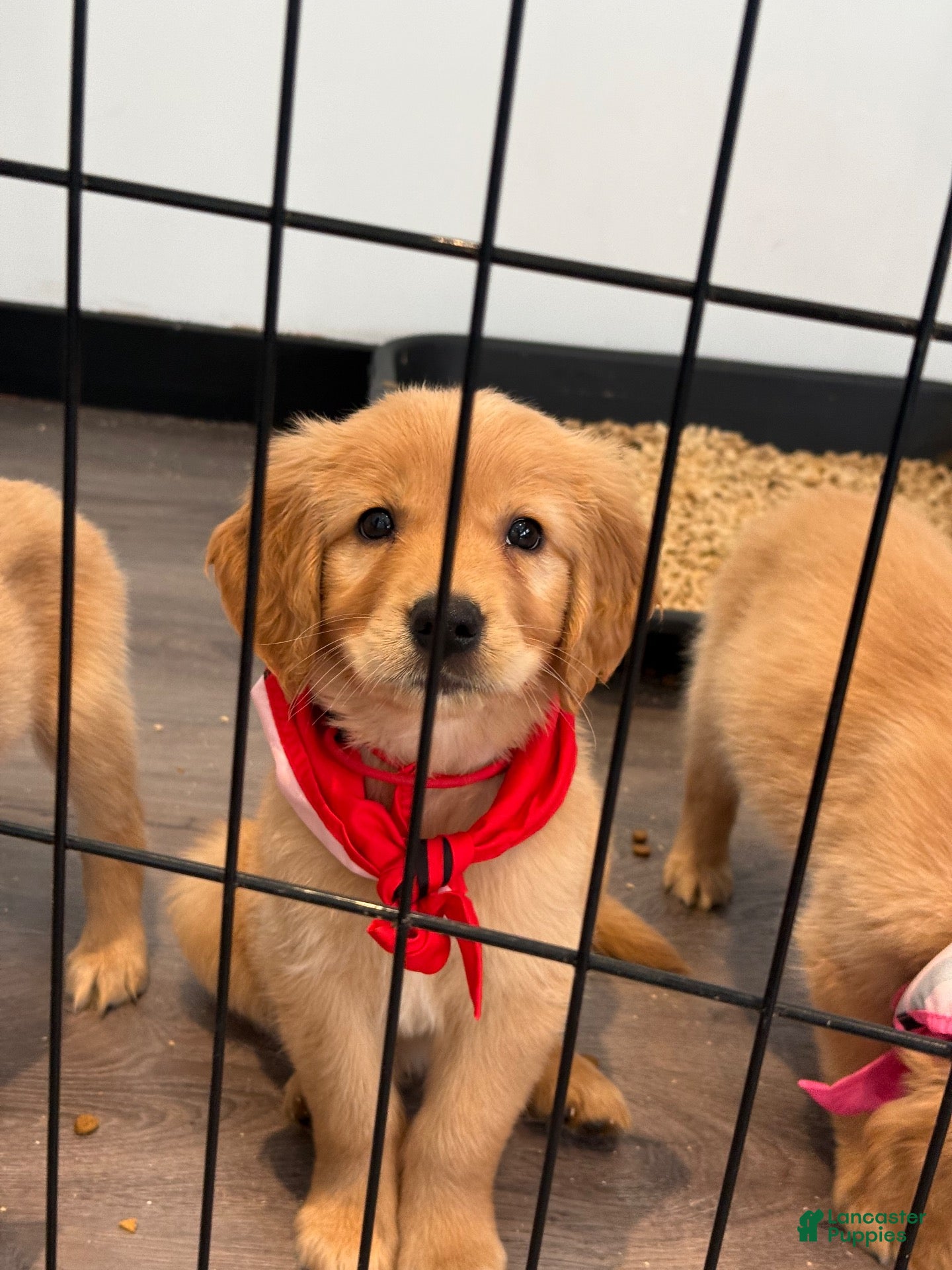 Golden Retriever dogs for sale: Red Collar - Ad 2