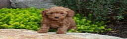 Mini Goldendoodle dogs for sale: Trudy - Ad 2