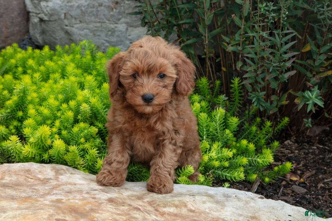 Mini Goldendoodle dogs for sale: Trudy - Ad 2