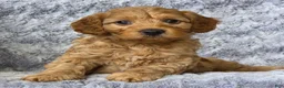 Cavapoo dogs for sale: Sonny - Ad 3