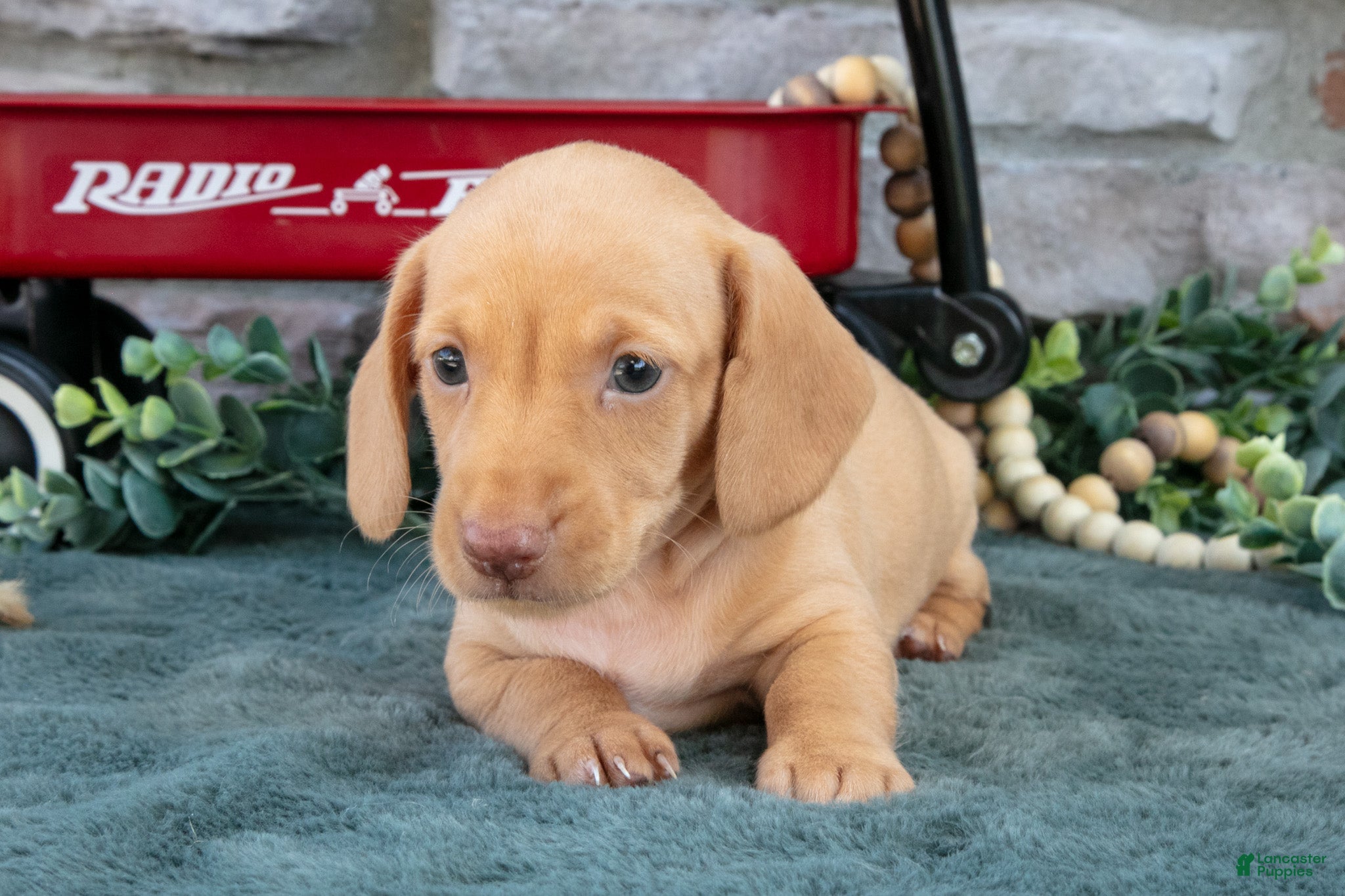 Miniature Dachshund dogs for sale: Jase - Ad 2