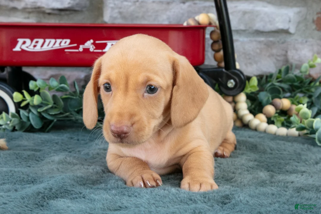 Miniature Dachshund dogs for sale: Jase - Ad 2