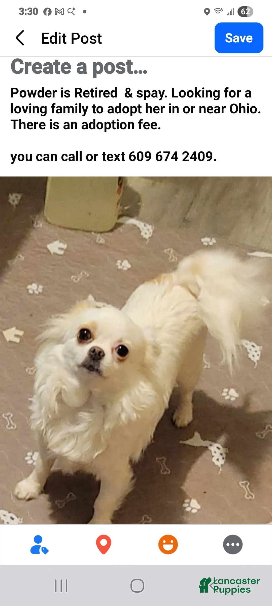 Chihuahua dogs for sale: Chihuahua 1 - Ad 3