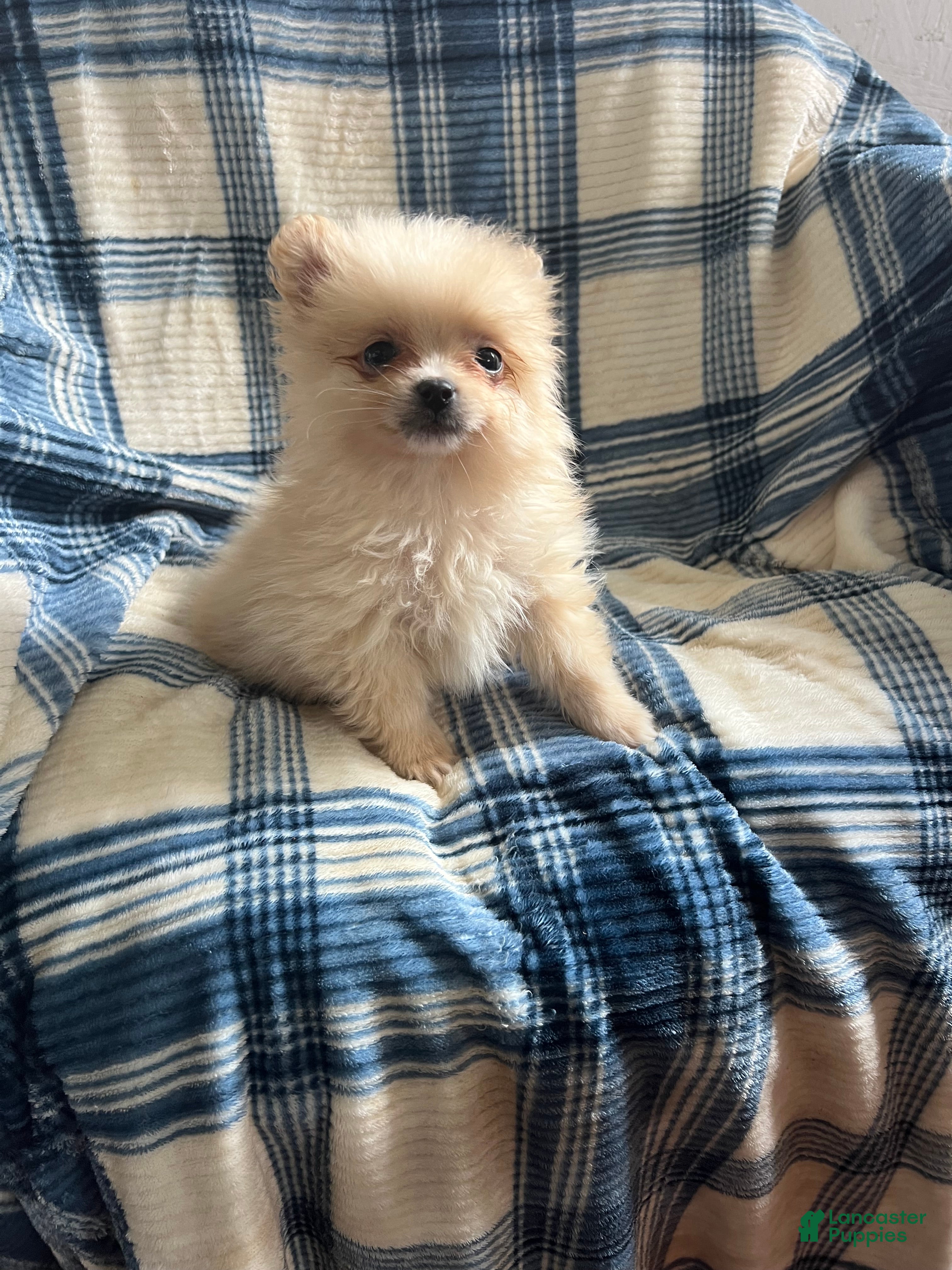 Pomeranian dogs Little Peanut - Ad 2