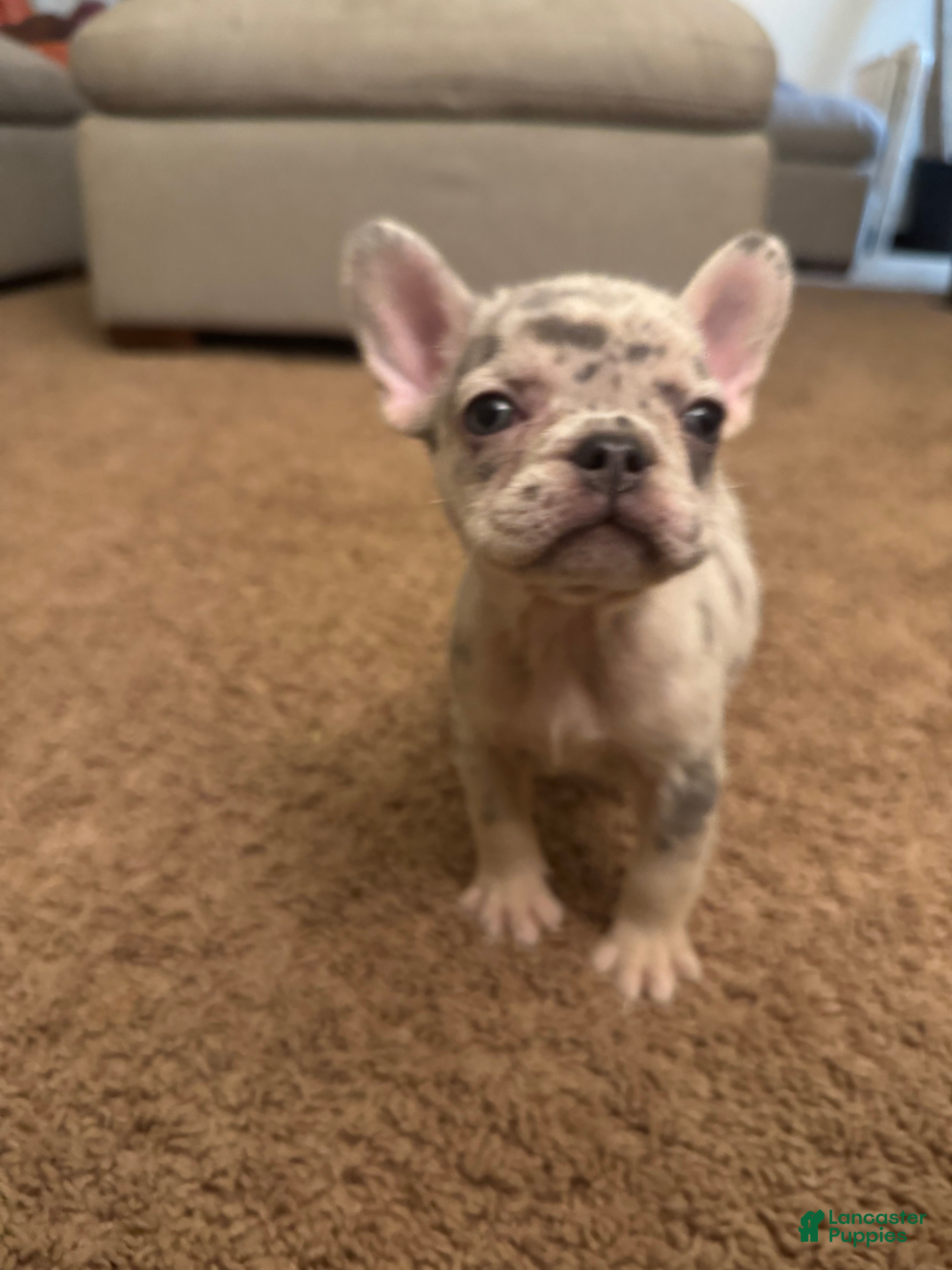 French Bulldog dogs French Bulldog Puppy 3 - Ad 4