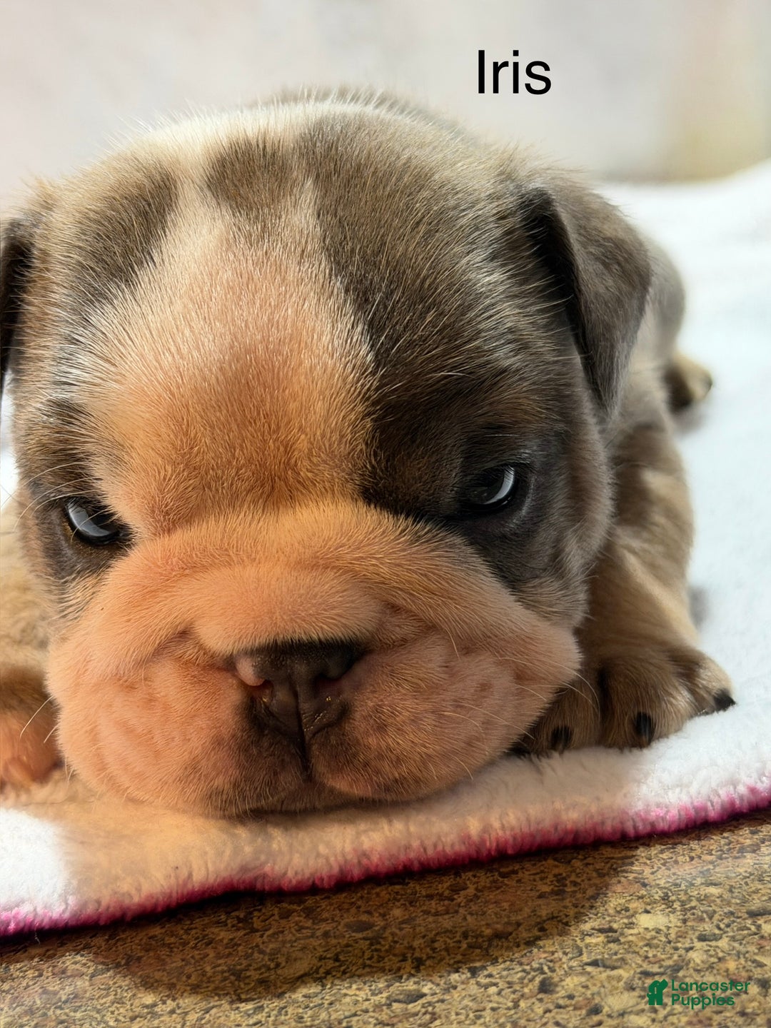English Bulldog dogs for sale: English Bulldog Puppy 5 - Ad 5