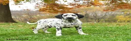 Dalmatian dogs for sale: Colt - Ad 2