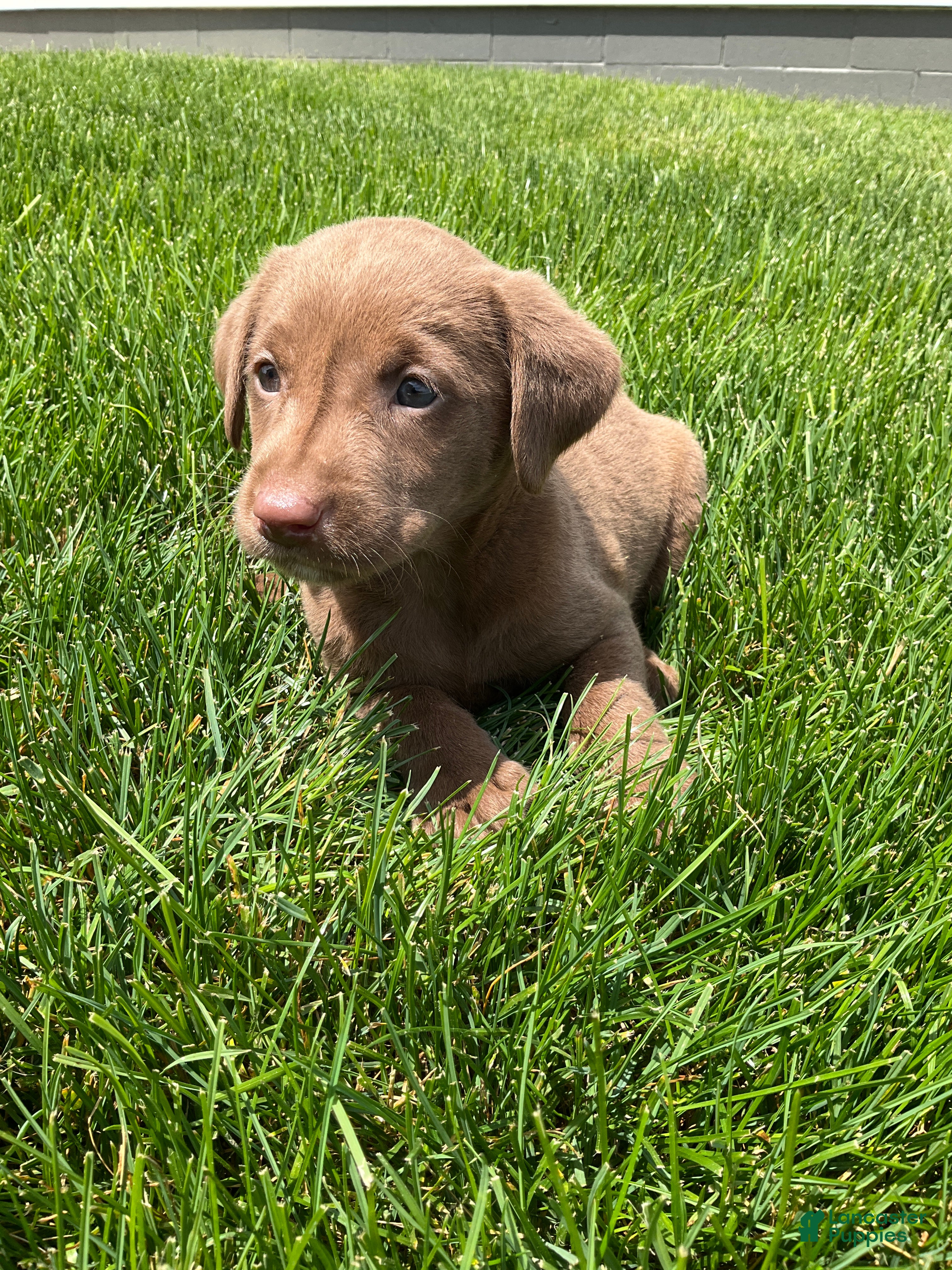 Labrador Retriever dogs for sale: Lindy - Ad 4