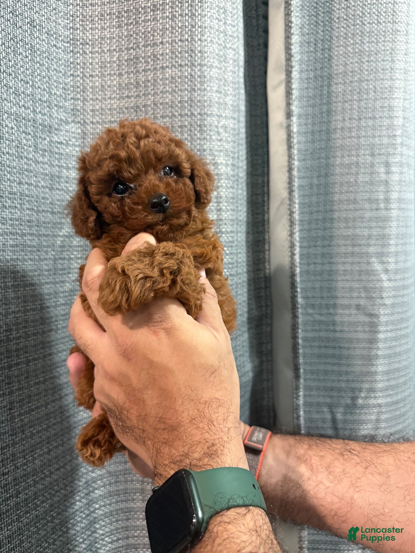 Toy Poodle dogs Teddy - Ad 1