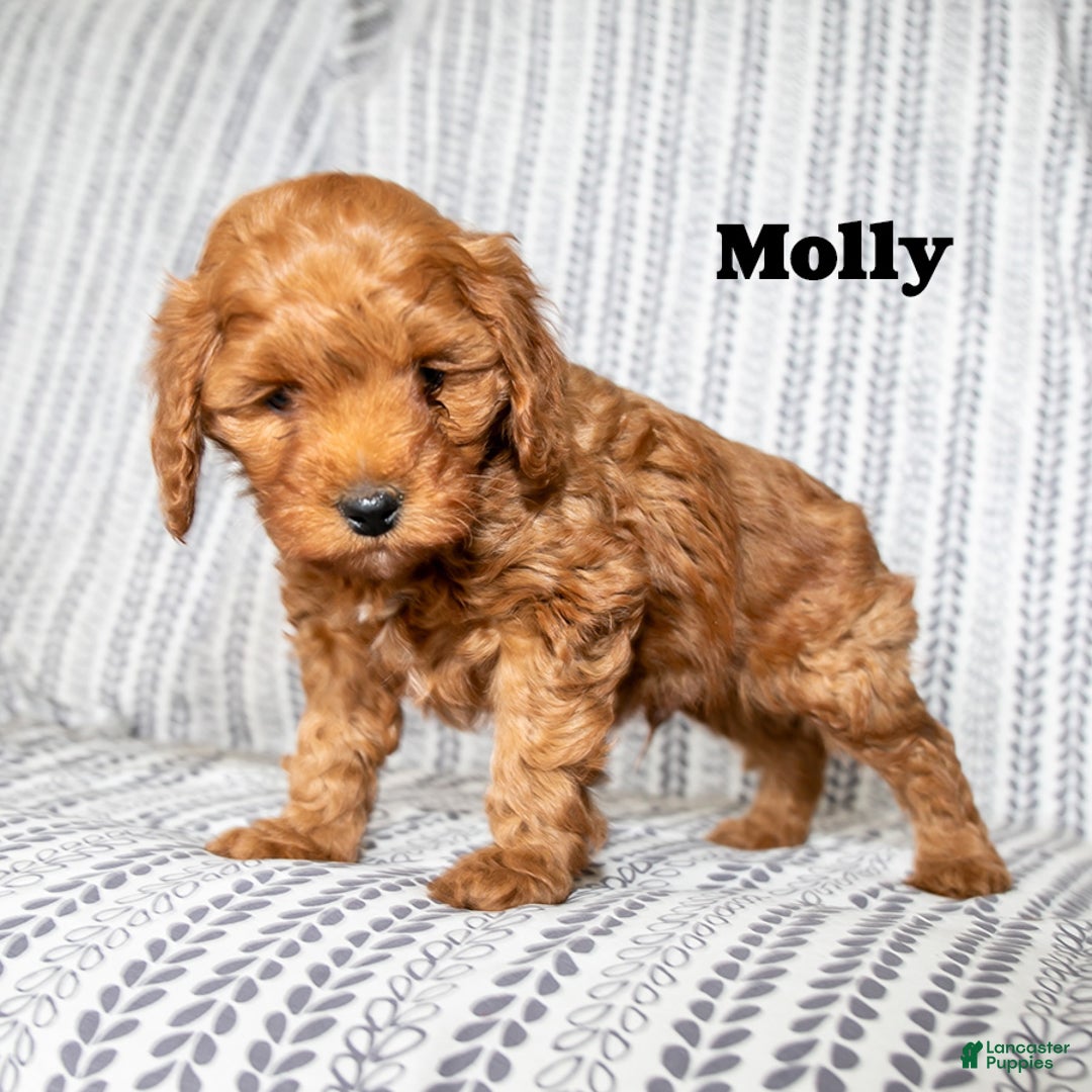 Cockapoo dogs for sale: Molly - Ad 1