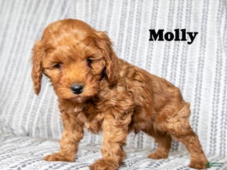 Cockapoo dogs Molly - Ad 34