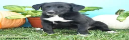 Mixed Breed dogs for sale: Reba - Ad 2