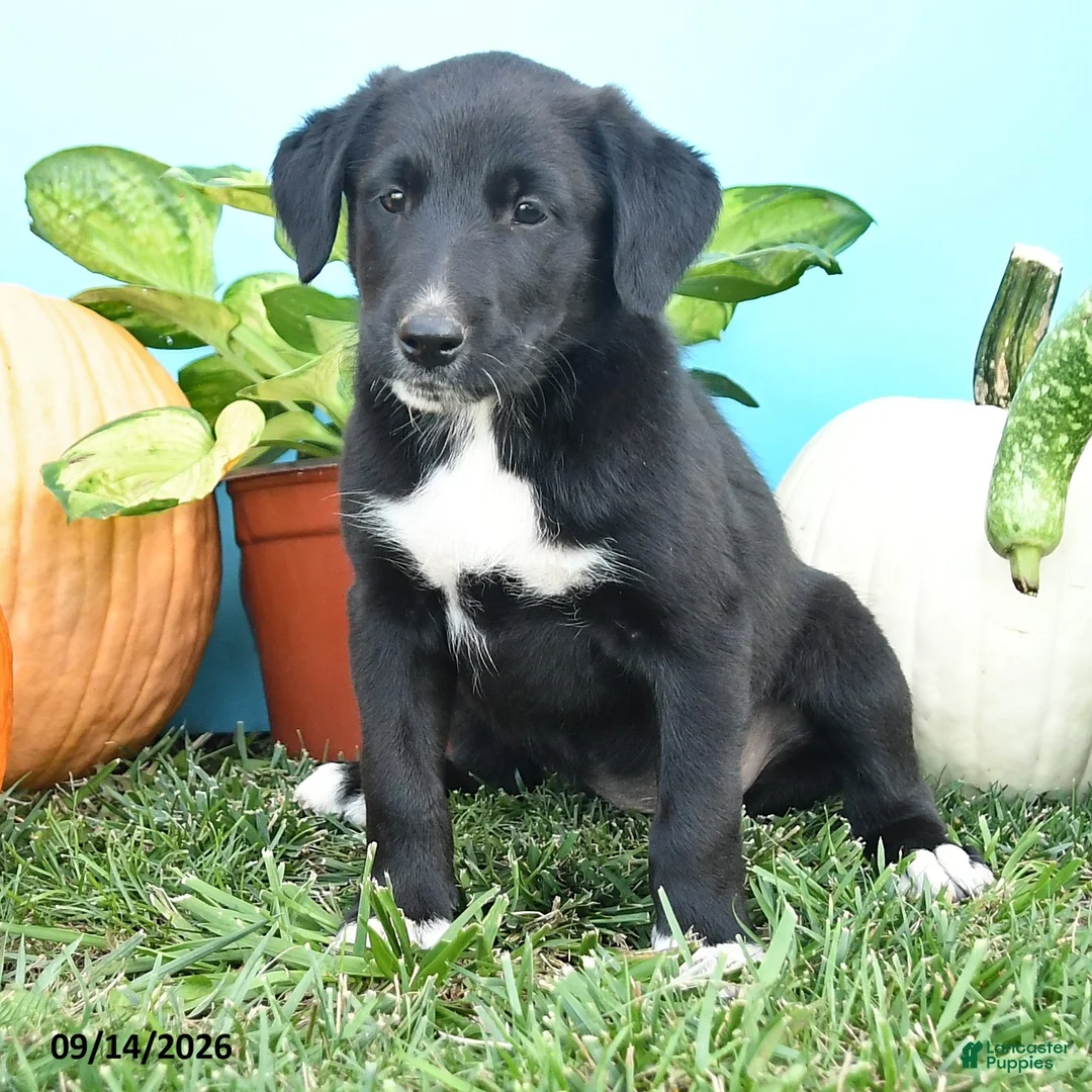 Mixed Breed dogs for sale: Reba - Ad 2