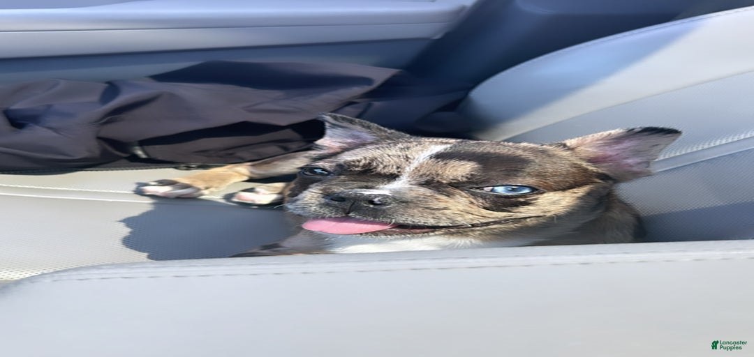 Gallery Image {{count}}