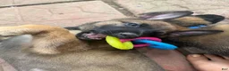 Mixed Breed dogs for sale: Mocha - Ad 13