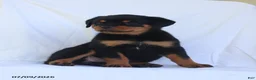 Rottweiler dogs for sale: Connie - Ad 4