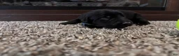 Mixed Breed dogs for sale: Oswald - Ad 2