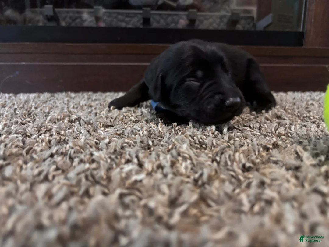 Mixed Breed dogs for sale: Oswald - Ad 2