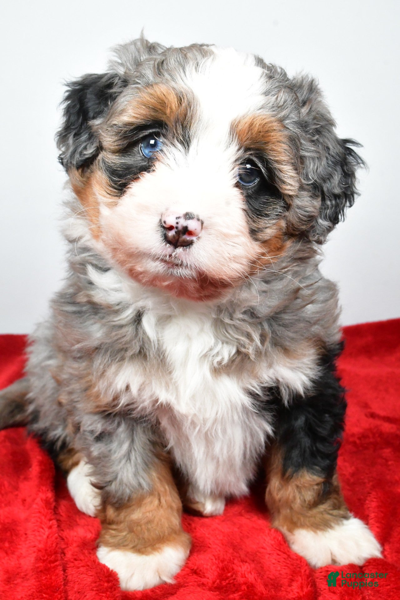 Mini Bernedoodle dogs lola - Ad 39