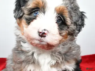 Mini Bernedoodle dogs lola - Ad 27