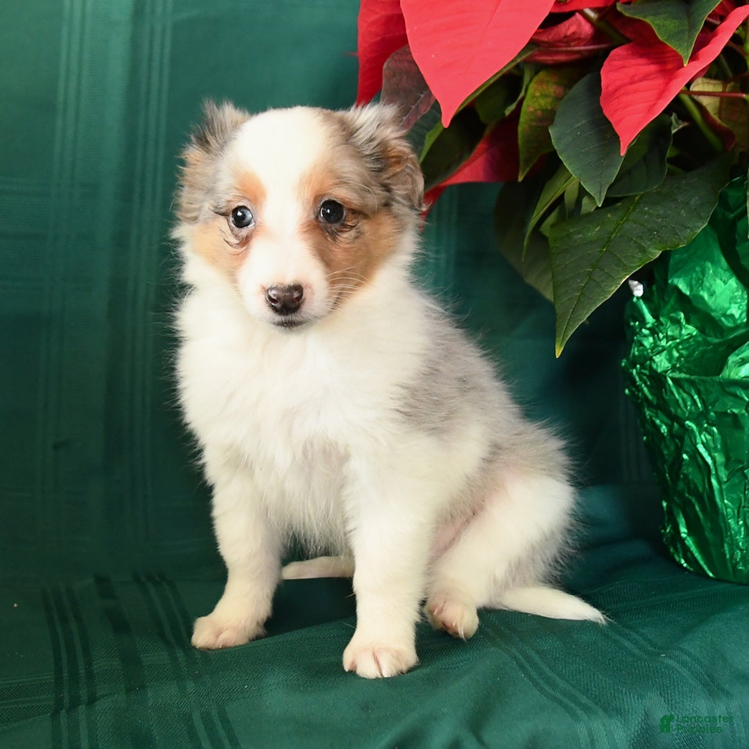 Shetland Sheepdog dogs for sale: Kayden - Ad 2