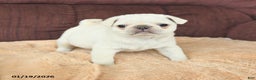 Pug dogs for sale: Woodstock - Ad 3