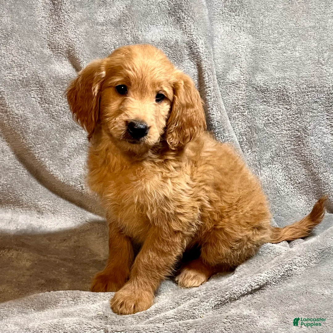 Goldendoodle dogs for sale: Lauren - Ad 2