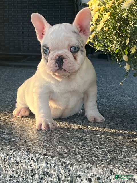 French Bulldog dogs Timmy French Bulldog  - Ad 2