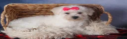 Bichon Frise dogs for sale: Dorria - Ad 9