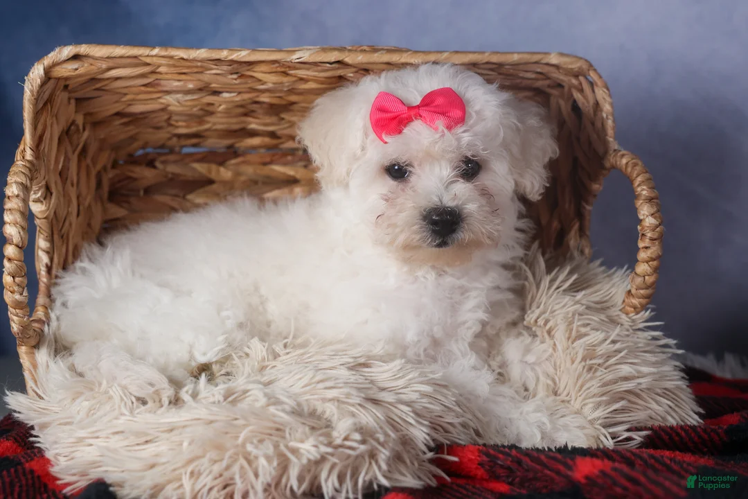 Bichon Frise dogs for sale: Dorria - Ad 9