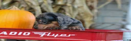 Miniature Dachshund dogs for sale:  Zino 🐕 - Ad 19