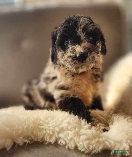 Gallery Image {{count}}