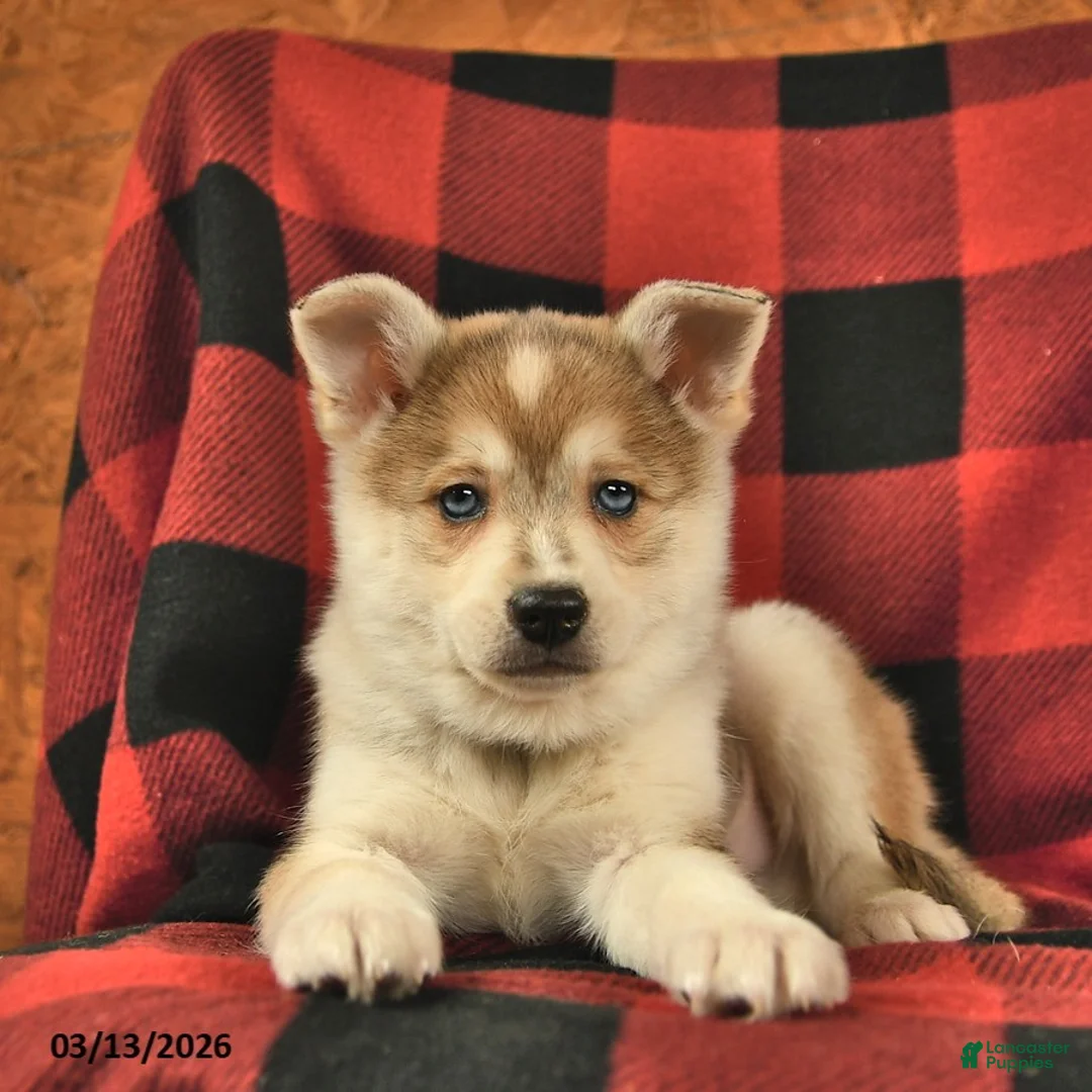 Alaskan Klee Kai dogs for sale: Timber  - Ad 2