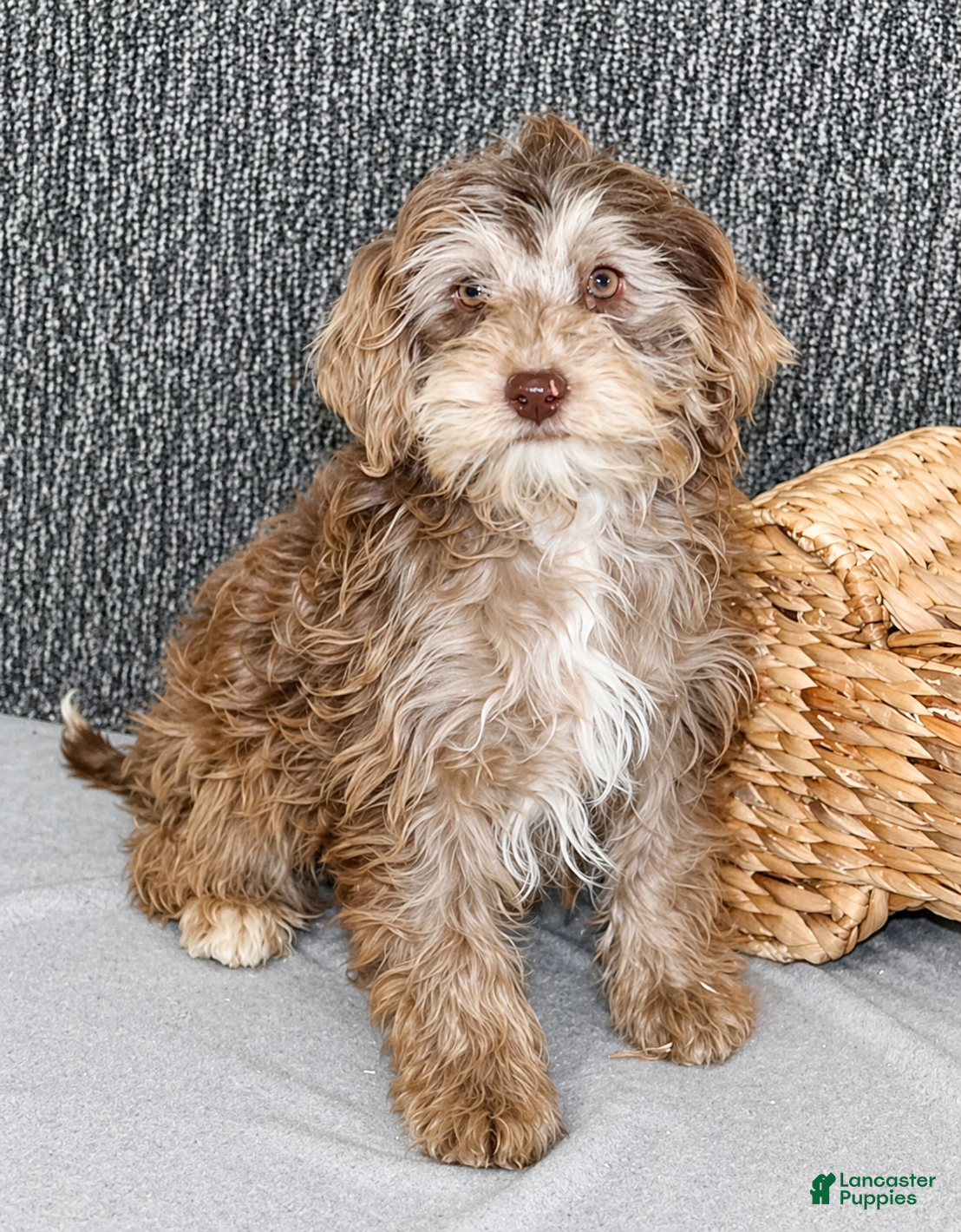 Mixed Breed dogs Olive - Ad 2