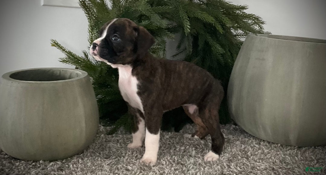 Boxer dogs for sale: Becca - Ad 5