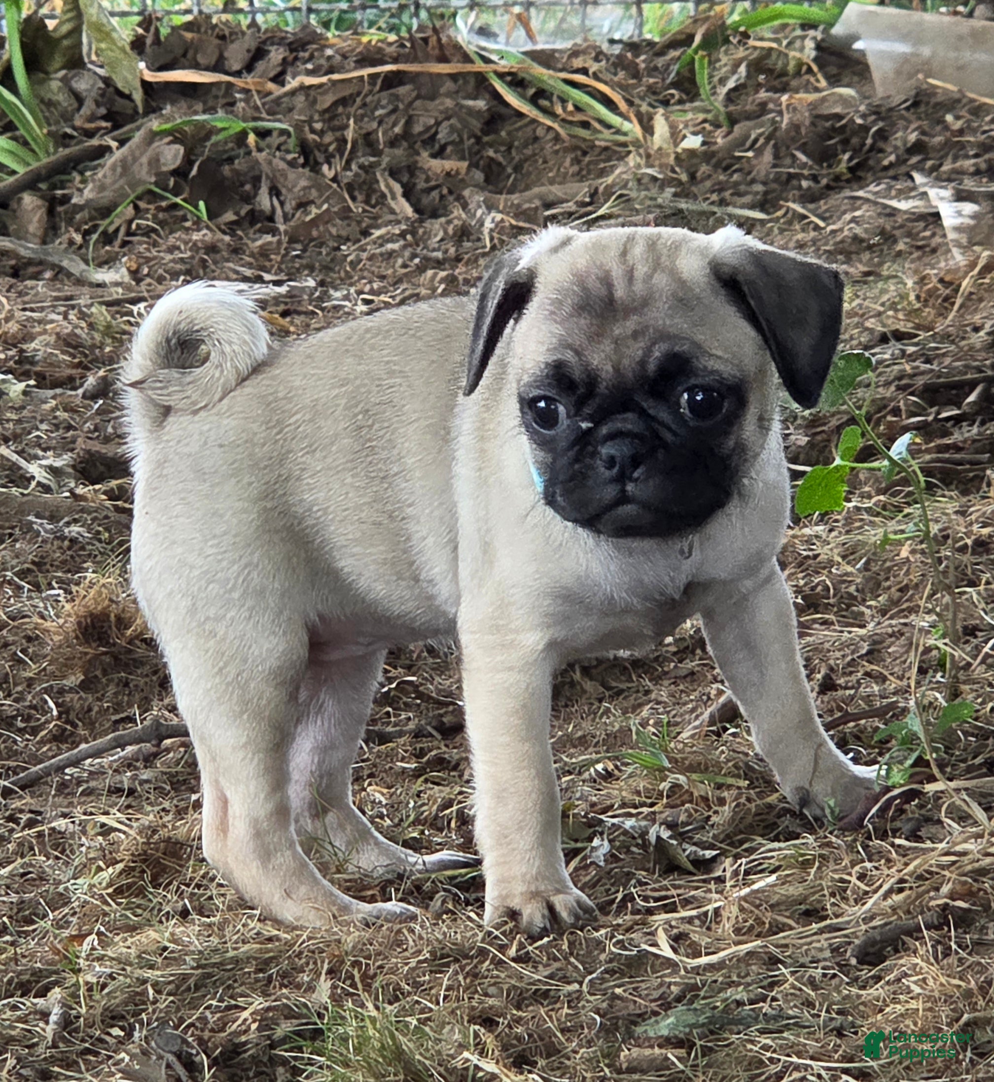 Pug dogs Millie - Ad 1