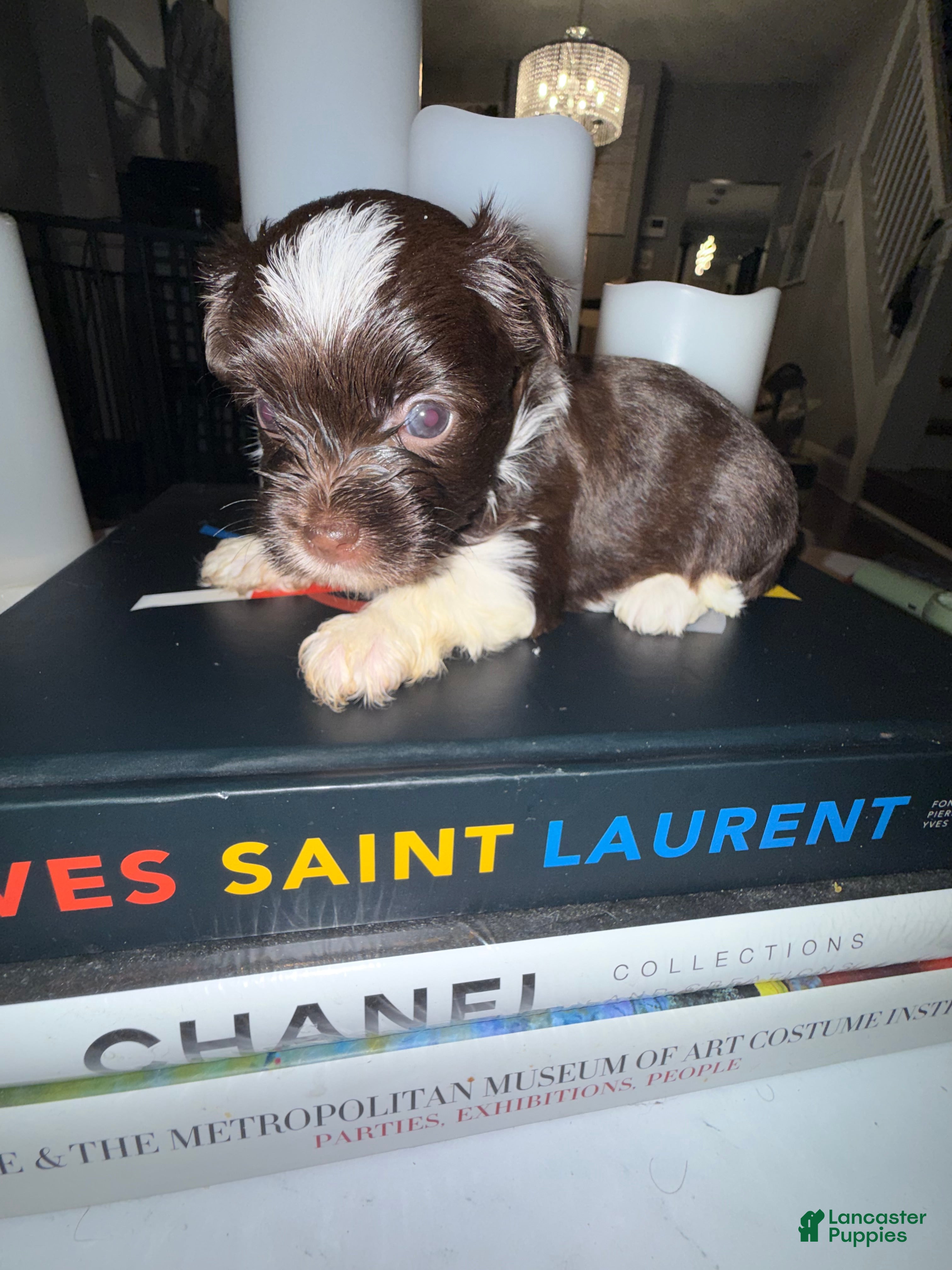 Yorkshire Terrier dogs Nori - Ad 1