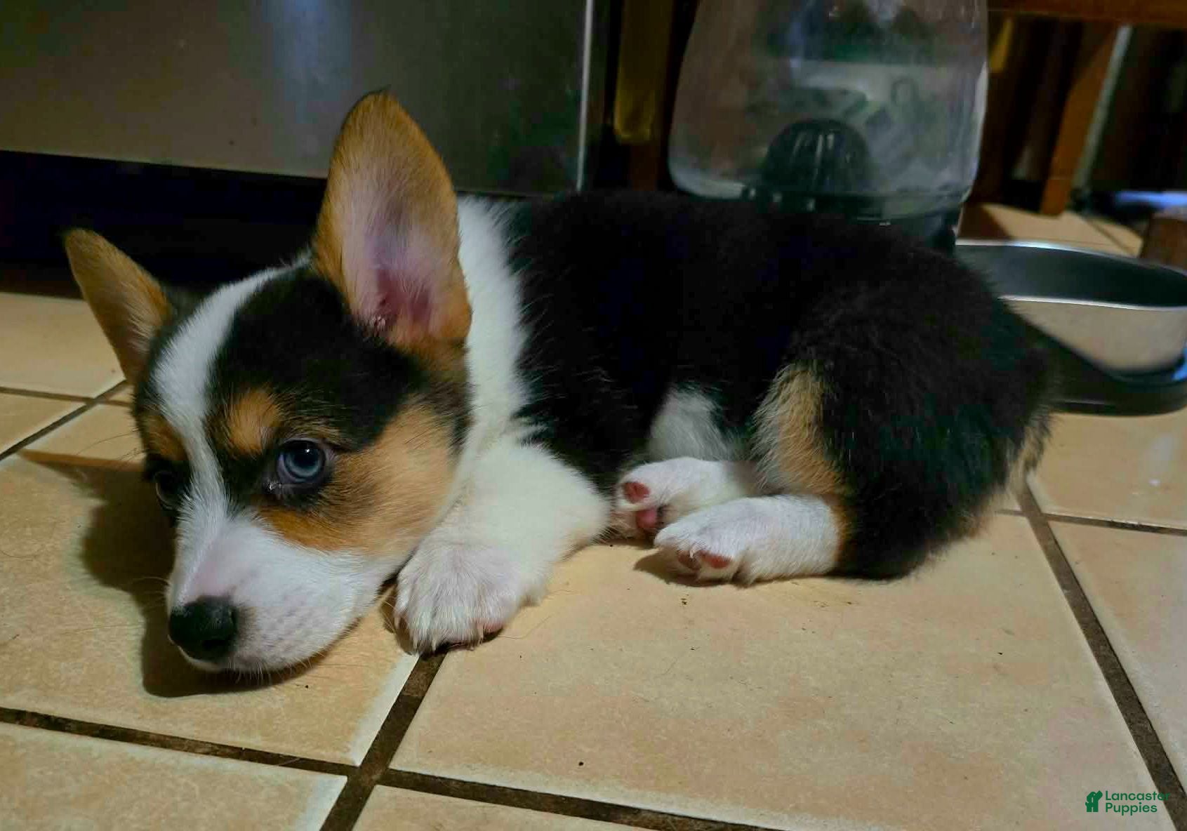 Welsh Corgi Pembroke dogs Welsh Corgi Pembroke 5 - Ad 1