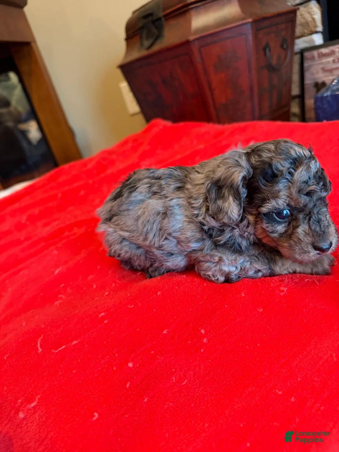 Miniature Poodle dogs for sale: Fabio - Ad 3