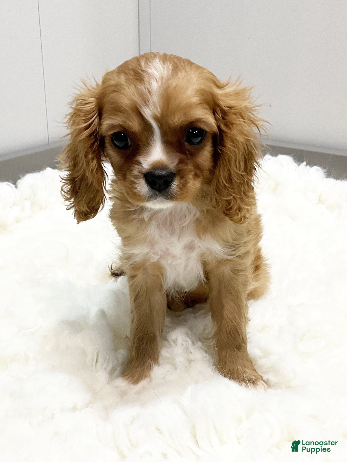 Cavalier King Charles Spaniel dogs Milo - Genetic Clear - Ad 6