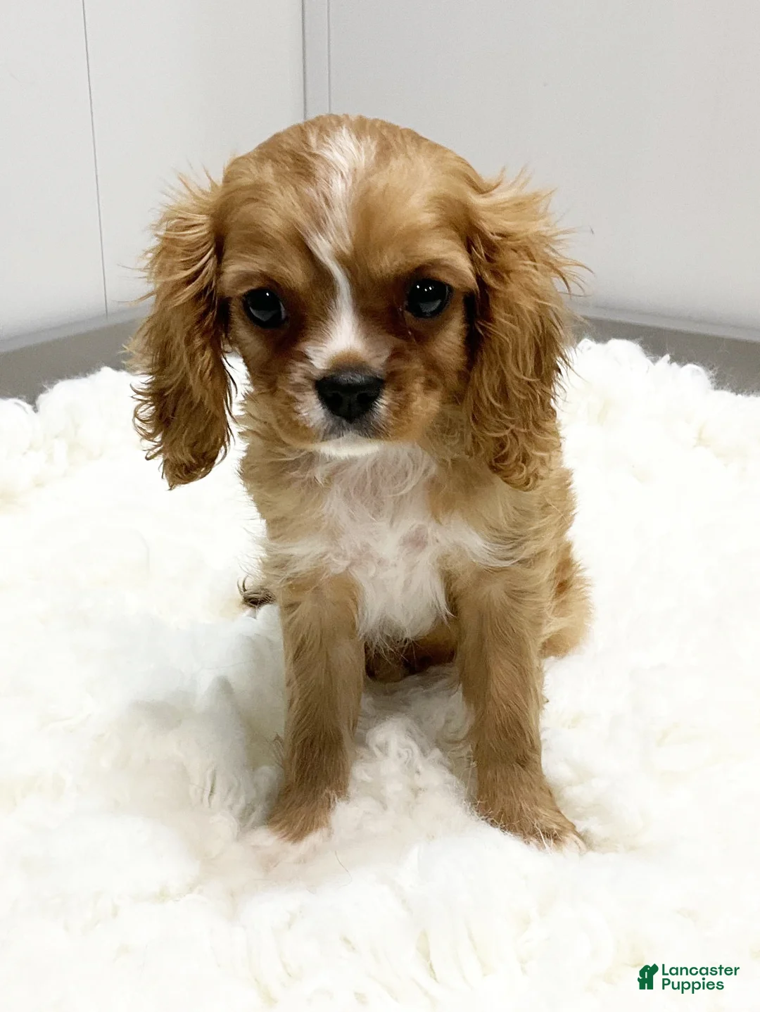 Cavalier King Charles Spaniel dogs for sale: Milo - Genetic Clear - Ad 1