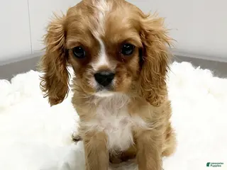 Cavalier King Charles Spaniel dogs Milo - Genetic Clear - Ad 6