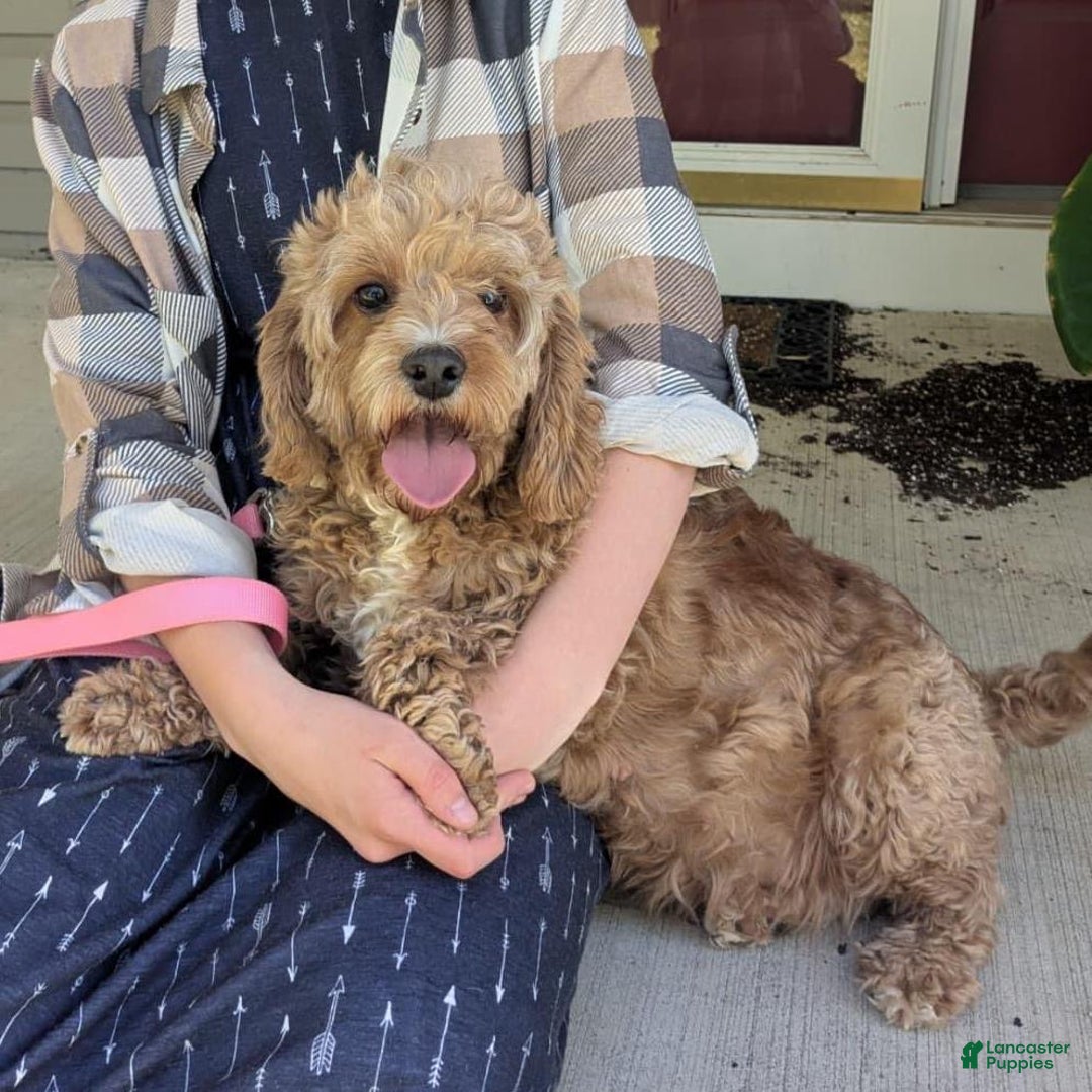 Cavapoo dogs for sale: Ember - F1B Cavapoo Female - Ad 8