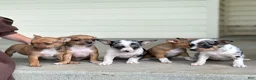 Chihuahua dogs for sale: Ristle - Ad 17