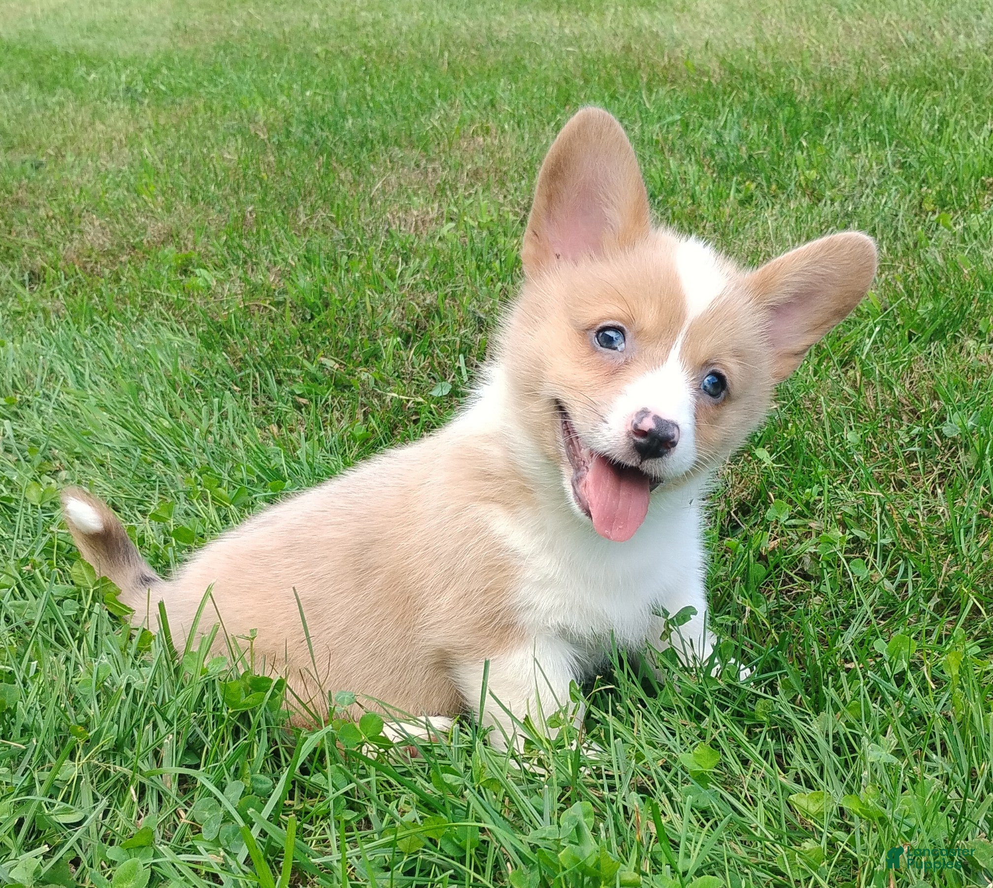 Welsh Corgi Pembroke dogs Everest  - Ad 2