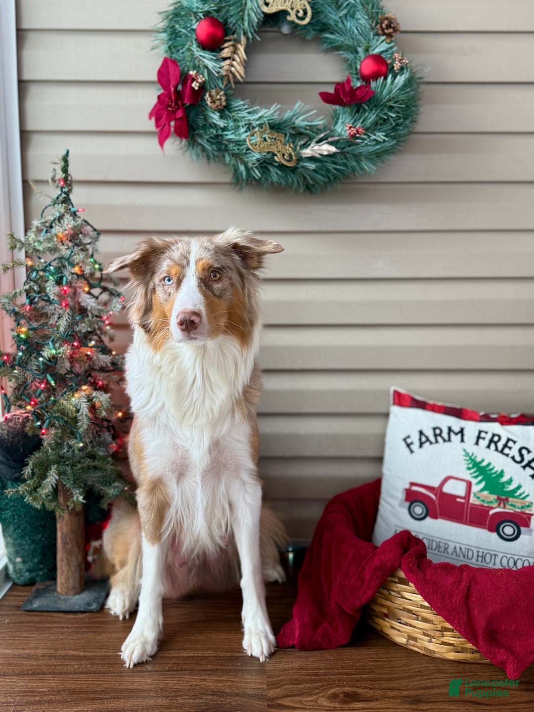 Mixed Breed dogs for sale: Nelly - Ad 3