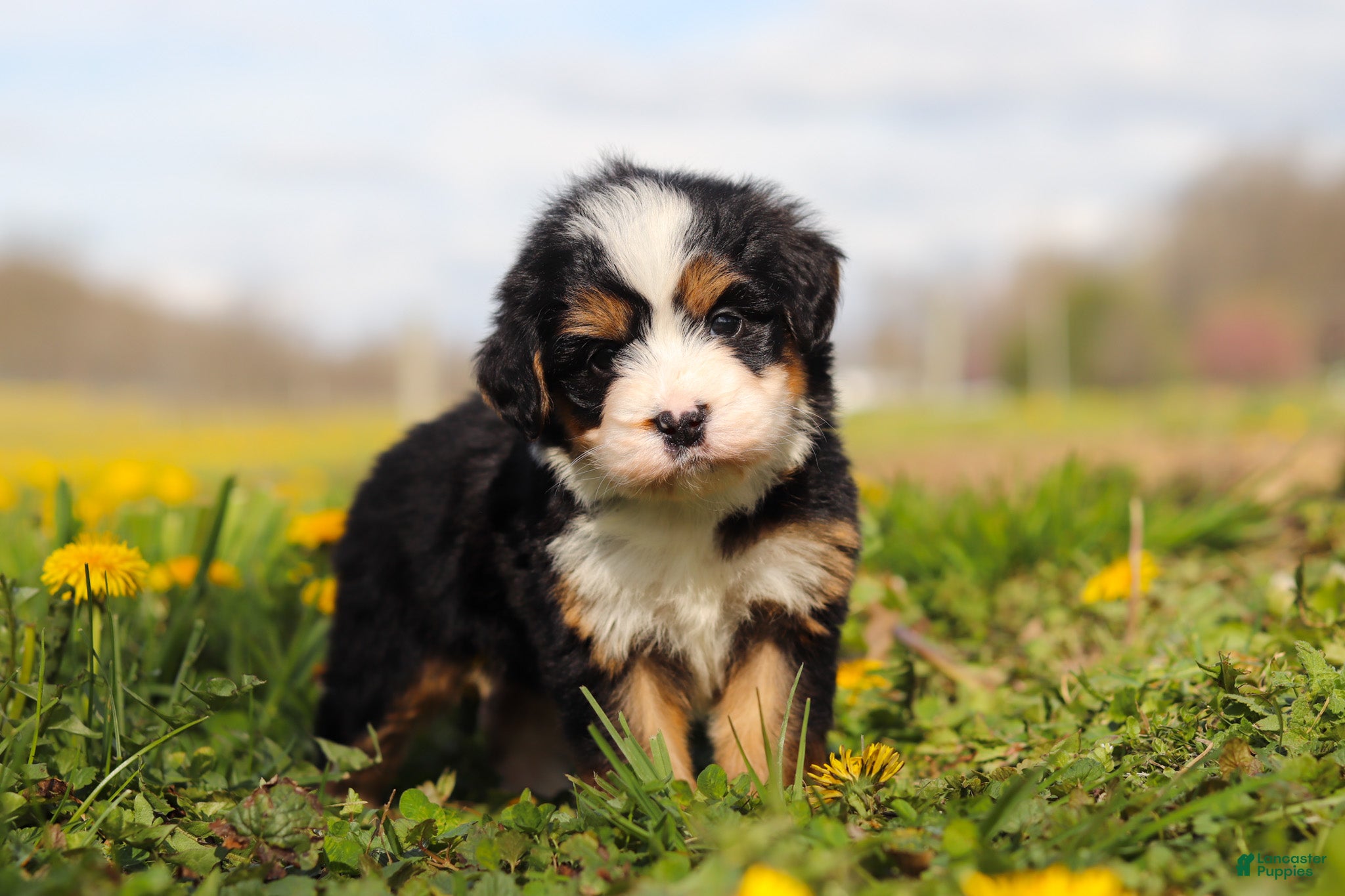 Mini Bernedoodle dogs Amiee - Ad 2