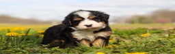 Mini Bernedoodle dogs for sale: Amiee - Ad 2