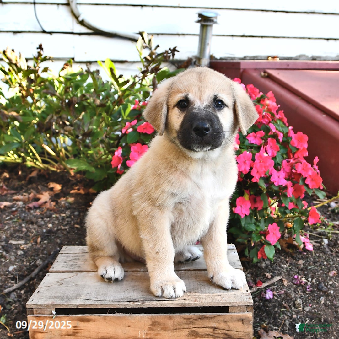 German Shepherd Mix Anatolian Shepherd Rescue Great Pyrenees And